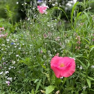 Meet your Posher, Kerry